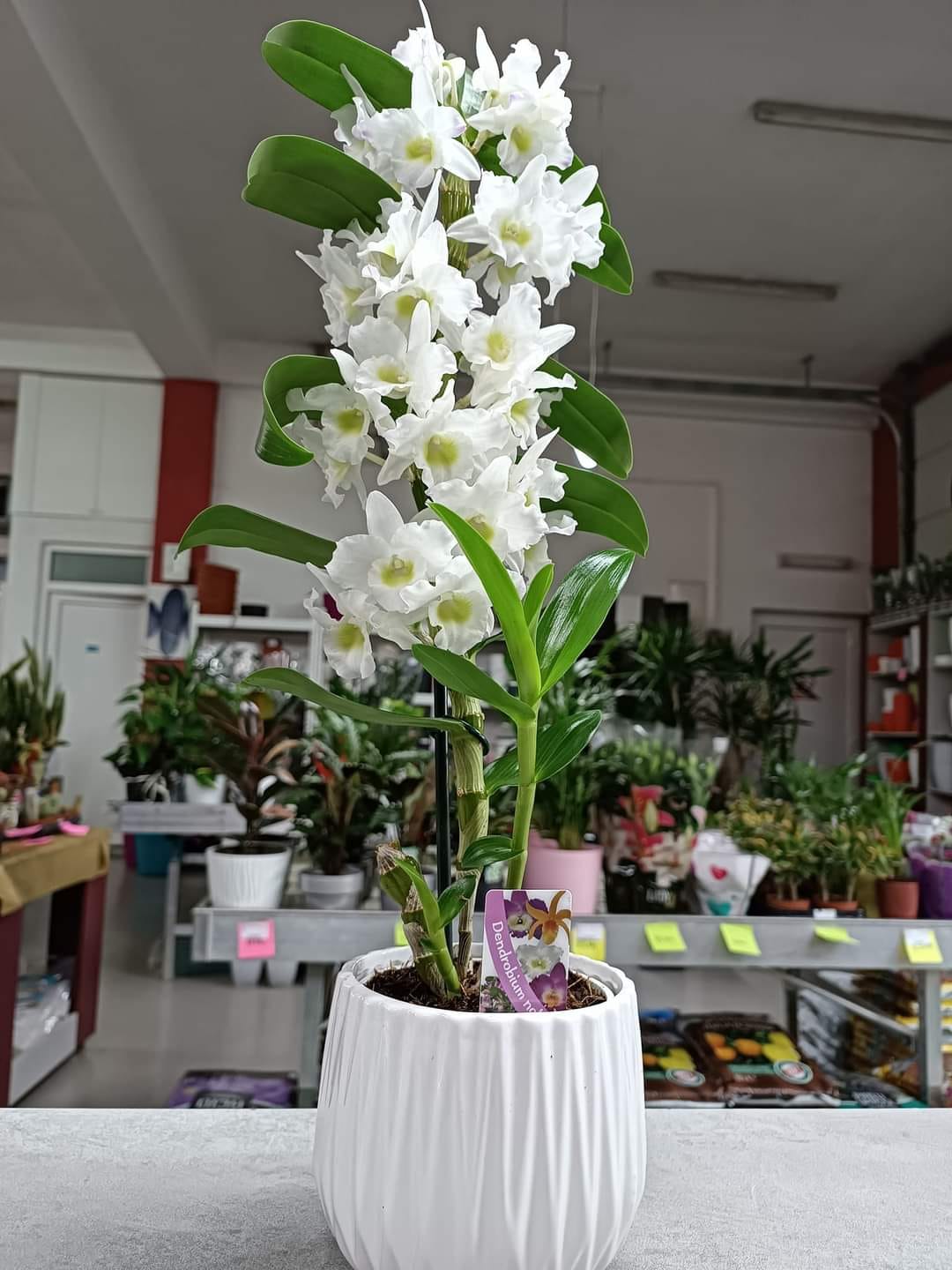 Orhideja dendrobium
